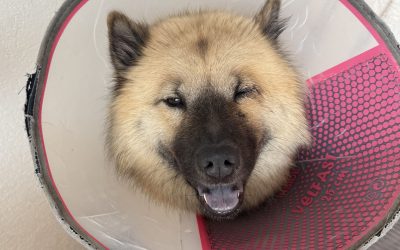 Assurance chien et chat : ce que j’aurais aimé savoir avant de payer 3 000 €